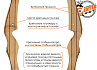 Лук рекурсивный Centershot Classic 68" (черные плечи) 40#